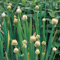 Kings Seeds Herb Welsh Onion