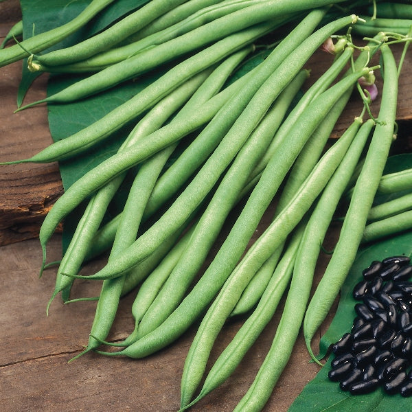 Kings Seeds Climbing French Bean 'Cobra' Organi