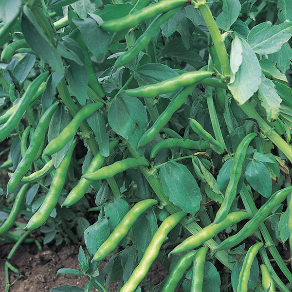 Kings Seeds Broad Bean 'Super Aquadulce' Organic