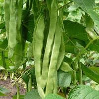Kings Seeds Climbing French Bean 'Hunter'