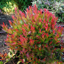 Leucothoe fontanesiana 'Little Flames'