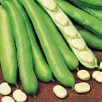 Kings Seeds Broad Bean 'Witkiem Manita'