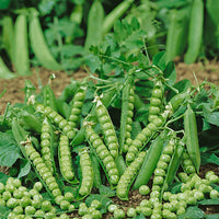 Kings Seeds Pea Douce Provence