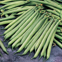 Kings Seeds Dwarf French Bean 'Safari'
