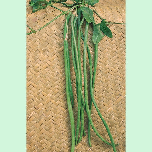 Kings Seeds Climbing French Bean 'Yard Long'