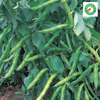 Kings Seeds Broad Bean 'Aquadulce Claudia'