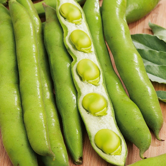 Kings Seeds Broad Bean 'Masterpiece Green Longpod'