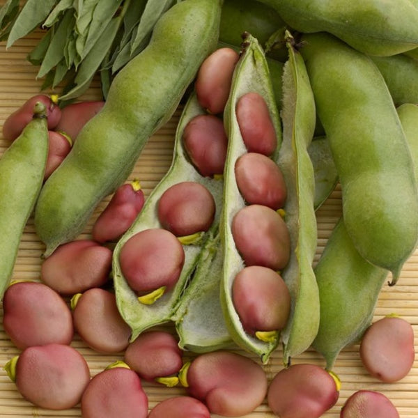 Kings Seeds Broad Bean 'Karmazyn'