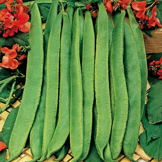 Kings Seeds Runner Bean 'Scarlet Emperor' Organic