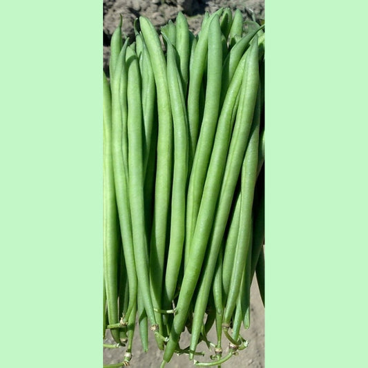 Kings Seeds Dwarf French Bean Faraday