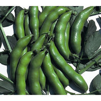 Kings Seeds Broad Bean 'The Sutton'
