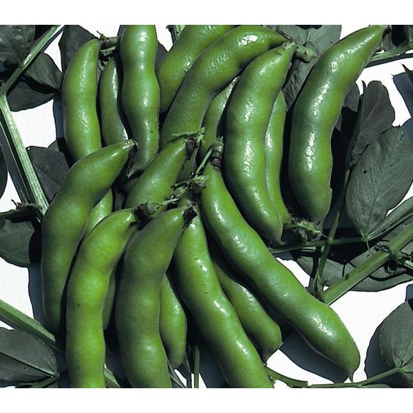 Kings Seeds Broad Bean 'The Sutton'