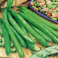 Kings Seeds Broad Bean 'Bunyards Exhibition'