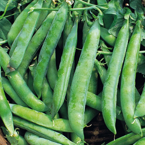 Kings Seeds Pea 'Kelvedon Wonder' Organic