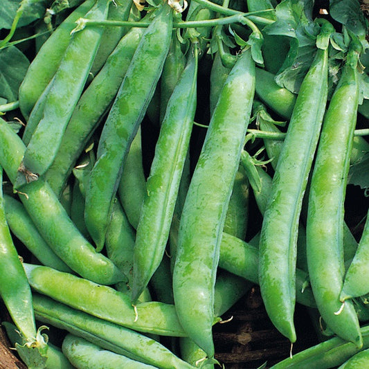 Kings Seeds Pea 'Kelvedon Wonder' Organic
