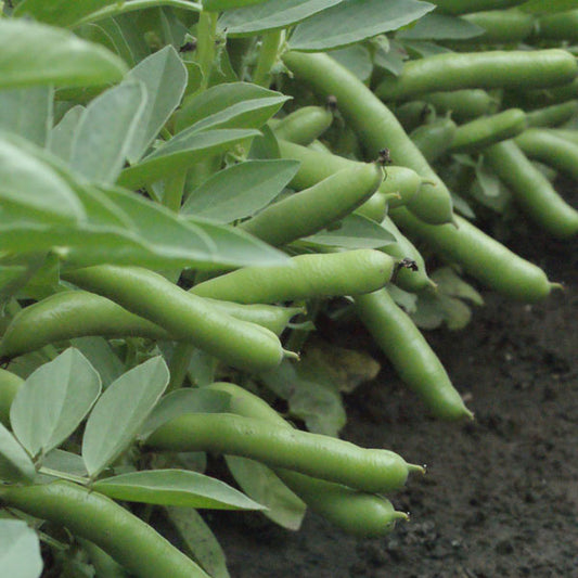 Kings Seeds Broad Bean 'De Monica'