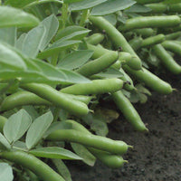 Kings Seeds Broad Bean 'De Monica'