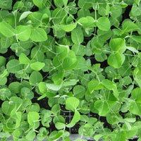 Kings Seeds Pea Shoots 'Serge'