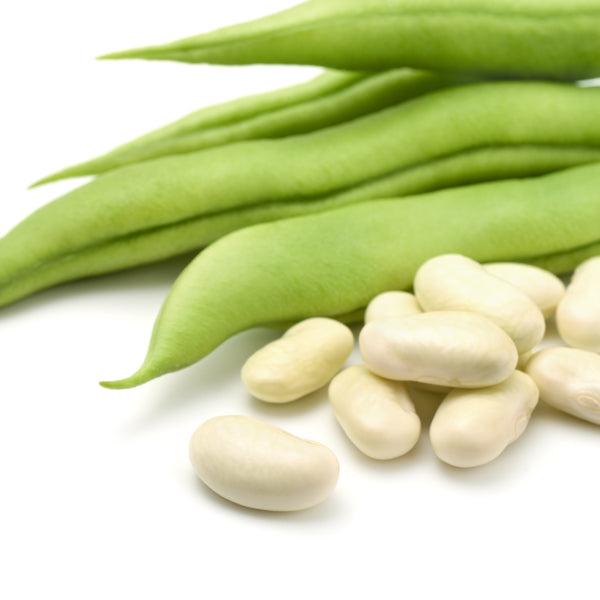 Kings Seeds Dwarf French Bean 'Cannellino' Organic