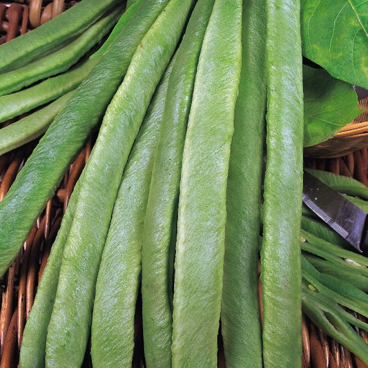 Kings Seeds Runner Bean 'Streamline'