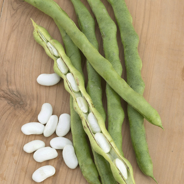 Kings Seeds Climbing French Bean 'Lazy Housewife'