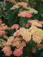 Achillea Salmon Beauty