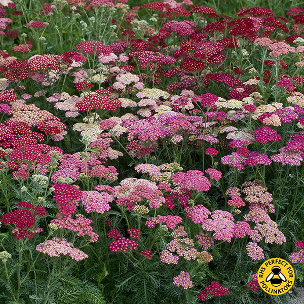 Kings Seeds Achillea Summer Berries F2