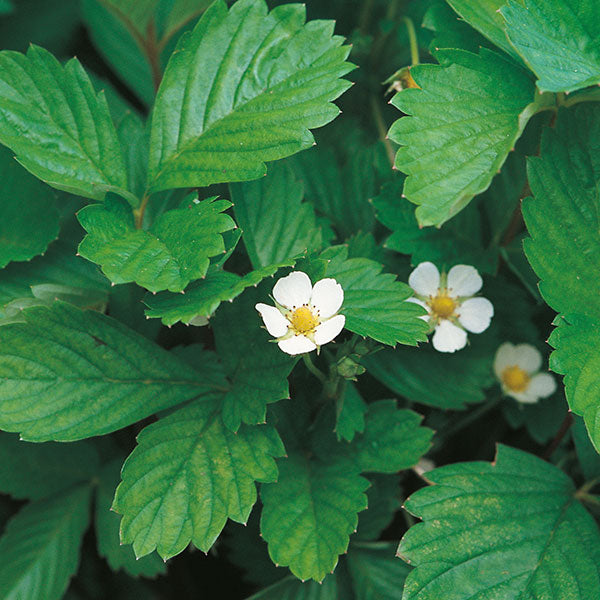 Suffolk Herbs Alpine Strawberry