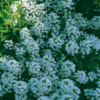 Kings Seeds Alyssum Carpet of Snow