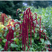 Kings Seeds Love Lies Bleeding Amaranthus caudatus