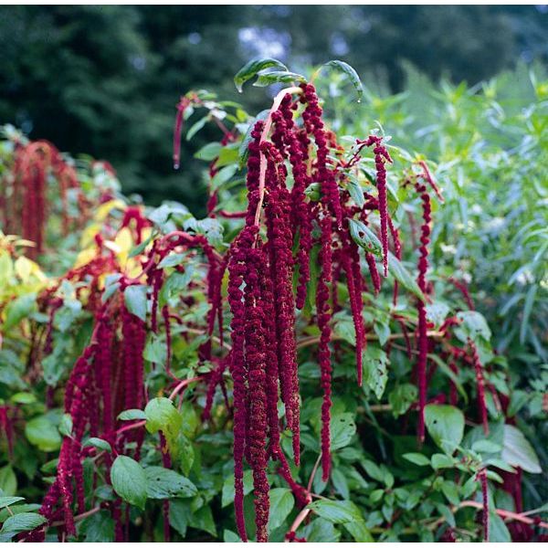 Kings Seeds Love Lies Bleeding Amaranthus caudatus
