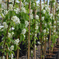 Amelanchier lamarckii