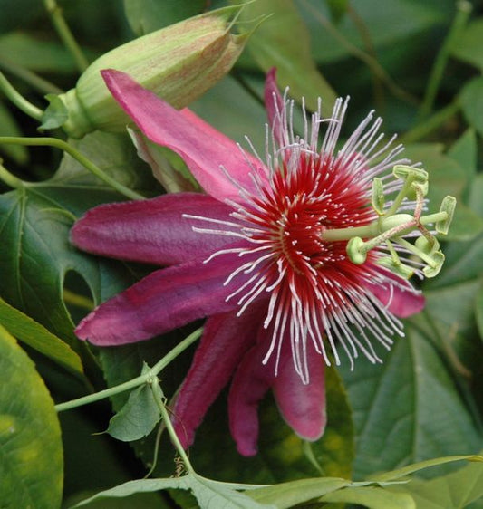 Passiflora Anastasia