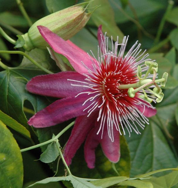 Passiflora Anastasia