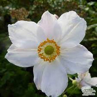 Anemone x hybrida Honorine Jobert