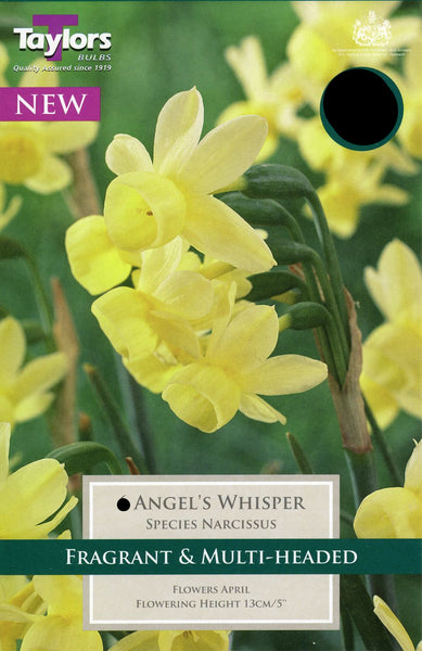 Narcissus Angel's Whisper