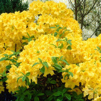 Azalea Deciduous Anneke