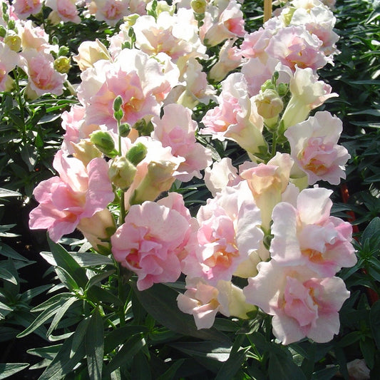 Kings Seeds Antirrhinum Twinny Appleblossom F1