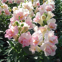 Kings Seeds Antirrhinum Twinny Appleblossom F1
