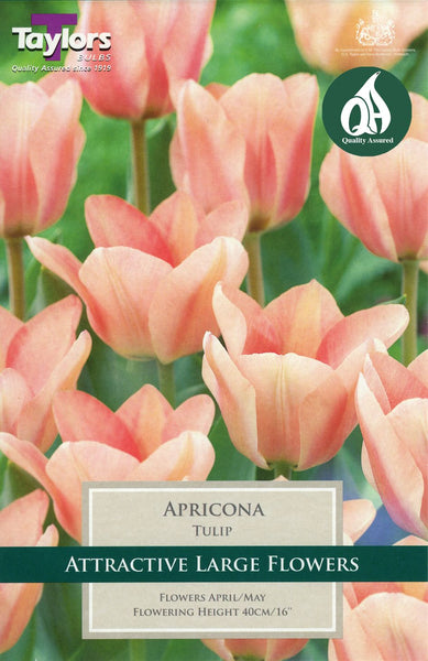 Tulip Apricona