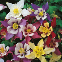 Kings Seeds Aquilegia McKanas Giant