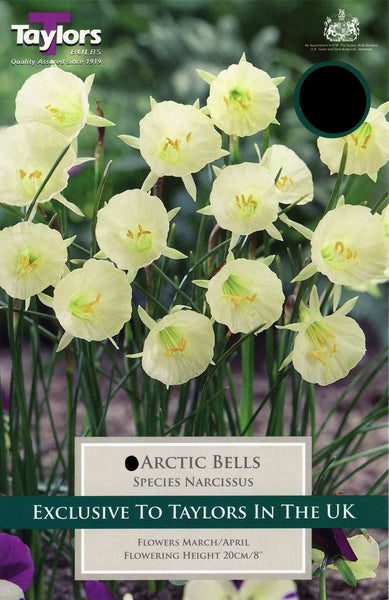 Narcissus Arctic Bells