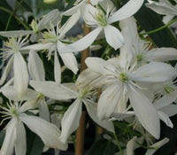 Clematis armandii