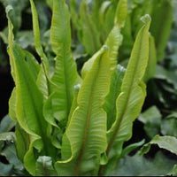 Asplenium scolopendrium