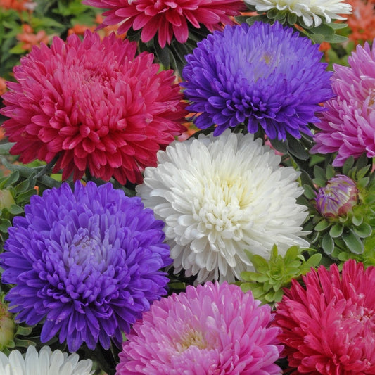 Kings Seeds Aster Duchess Mixed