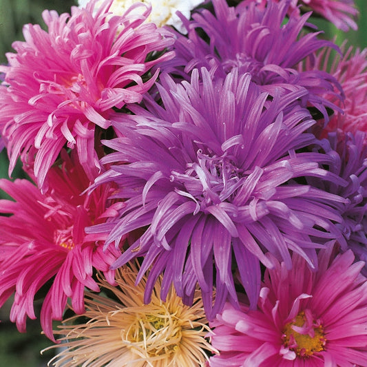 Kings Seeds Aster Ostrich Plume Mixed