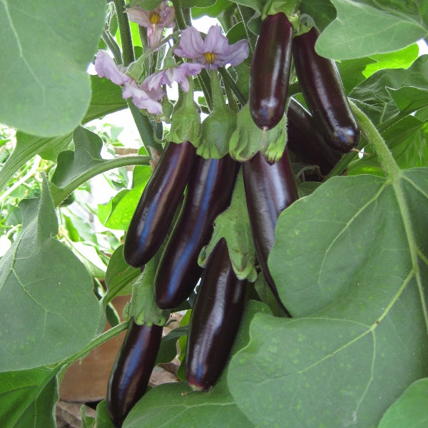 Kings Seeds Aubergine Long Purple