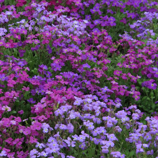 Kings Seeds Aubretia Spring Falls