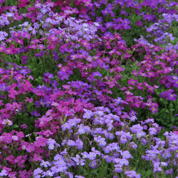 Kings Seeds Aubretia Spring Falls