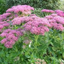 Sedum Autumn Joy